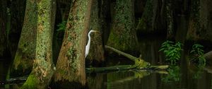 Preview wallpaper heron, bird, trees, water, pond