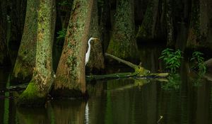 Preview wallpaper heron, bird, trees, water, pond