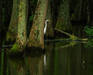 Preview wallpaper heron, bird, trees, water, pond