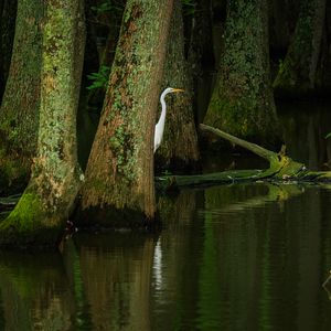 Preview wallpaper heron, bird, trees, water, pond