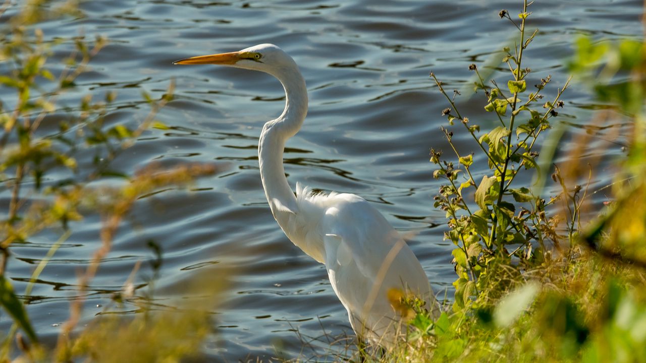 Wallpaper heron, bird, white, wildlife