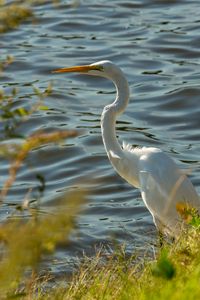 Preview wallpaper heron, bird, white, wildlife