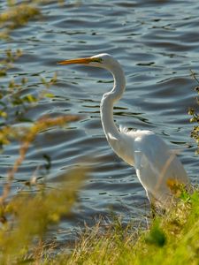 Preview wallpaper heron, bird, white, wildlife