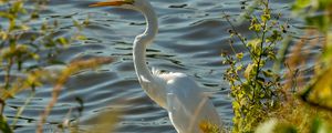 Preview wallpaper heron, bird, white, wildlife