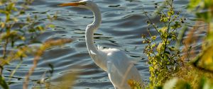 Preview wallpaper heron, bird, white, wildlife