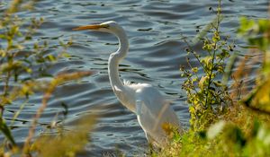 Preview wallpaper heron, bird, white, wildlife