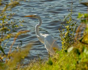 Preview wallpaper heron, bird, white, wildlife