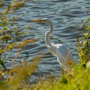 Preview wallpaper heron, bird, white, wildlife