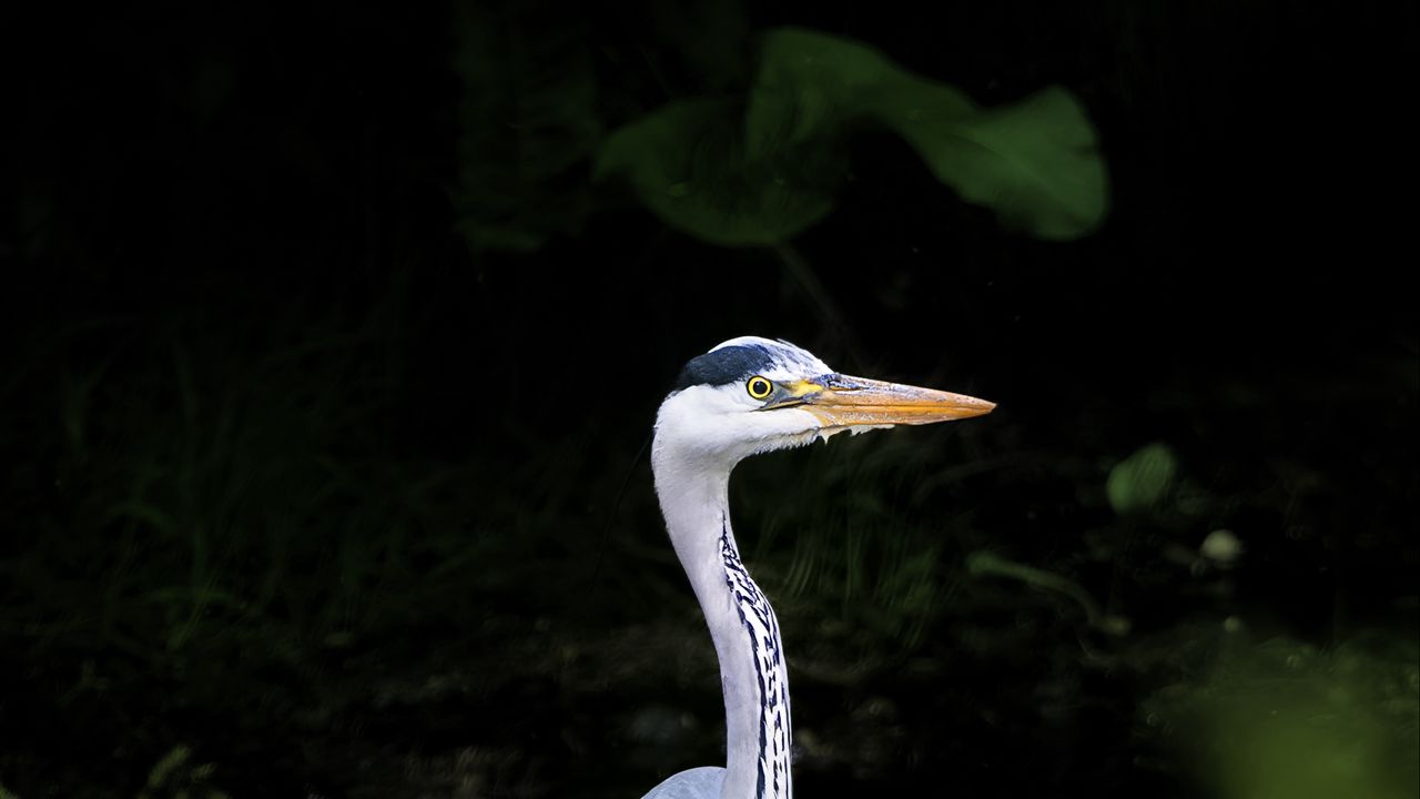 Wallpaper heron, bird, wildlife, beak