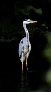 Preview wallpaper heron, bird, wildlife, beak