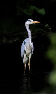 Preview wallpaper heron, bird, wildlife, beak