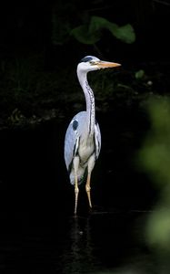 Preview wallpaper heron, bird, wildlife, beak