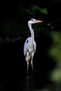 Preview wallpaper heron, bird, wildlife, beak