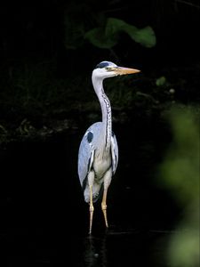 Preview wallpaper heron, bird, wildlife, beak