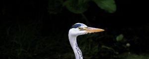 Preview wallpaper heron, bird, wildlife, beak