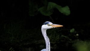 Preview wallpaper heron, bird, wildlife, beak