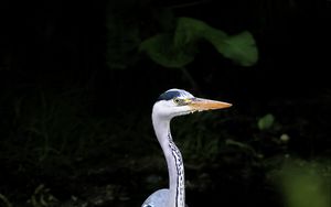 Preview wallpaper heron, bird, wildlife, beak