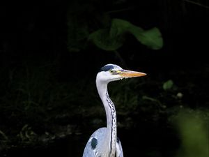 Preview wallpaper heron, bird, wildlife, beak