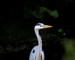 Preview wallpaper heron, bird, wildlife, beak