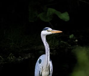 Preview wallpaper heron, bird, wildlife, beak