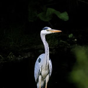 Preview wallpaper heron, bird, wildlife, beak