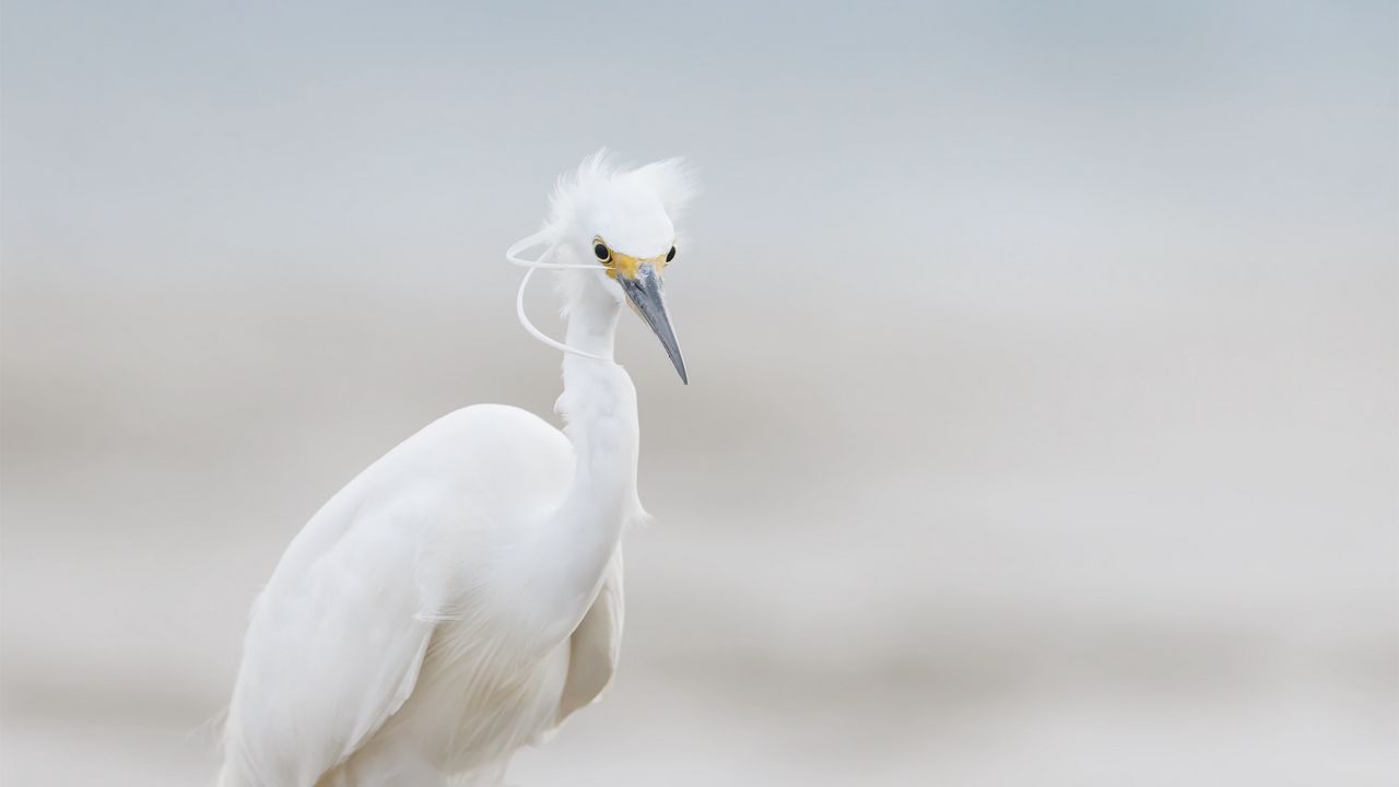 Wallpaper heron, bird, wildlife, white