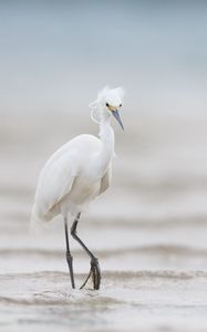 Preview wallpaper heron, bird, wildlife, white