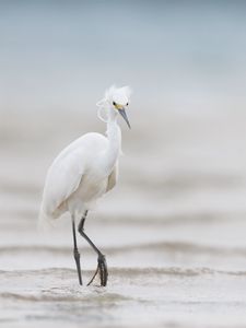 Preview wallpaper heron, bird, wildlife, white