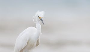 Preview wallpaper heron, bird, wildlife, white