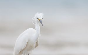 Preview wallpaper heron, bird, wildlife, white