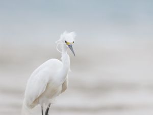 Preview wallpaper heron, bird, wildlife, white