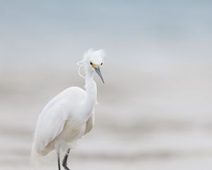 Preview wallpaper heron, bird, wildlife, white