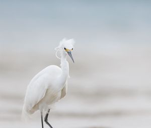 Preview wallpaper heron, bird, wildlife, white