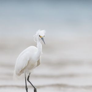Preview wallpaper heron, bird, wildlife, white