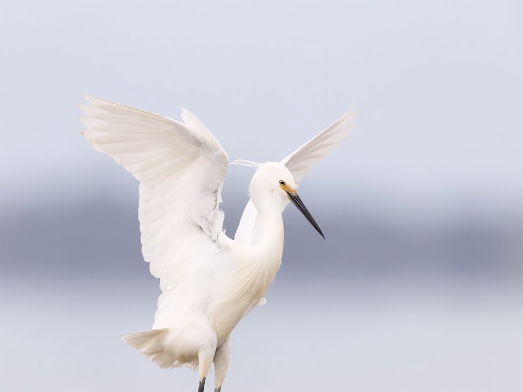 1024x768 Wallpaper heron, bird, wings, white