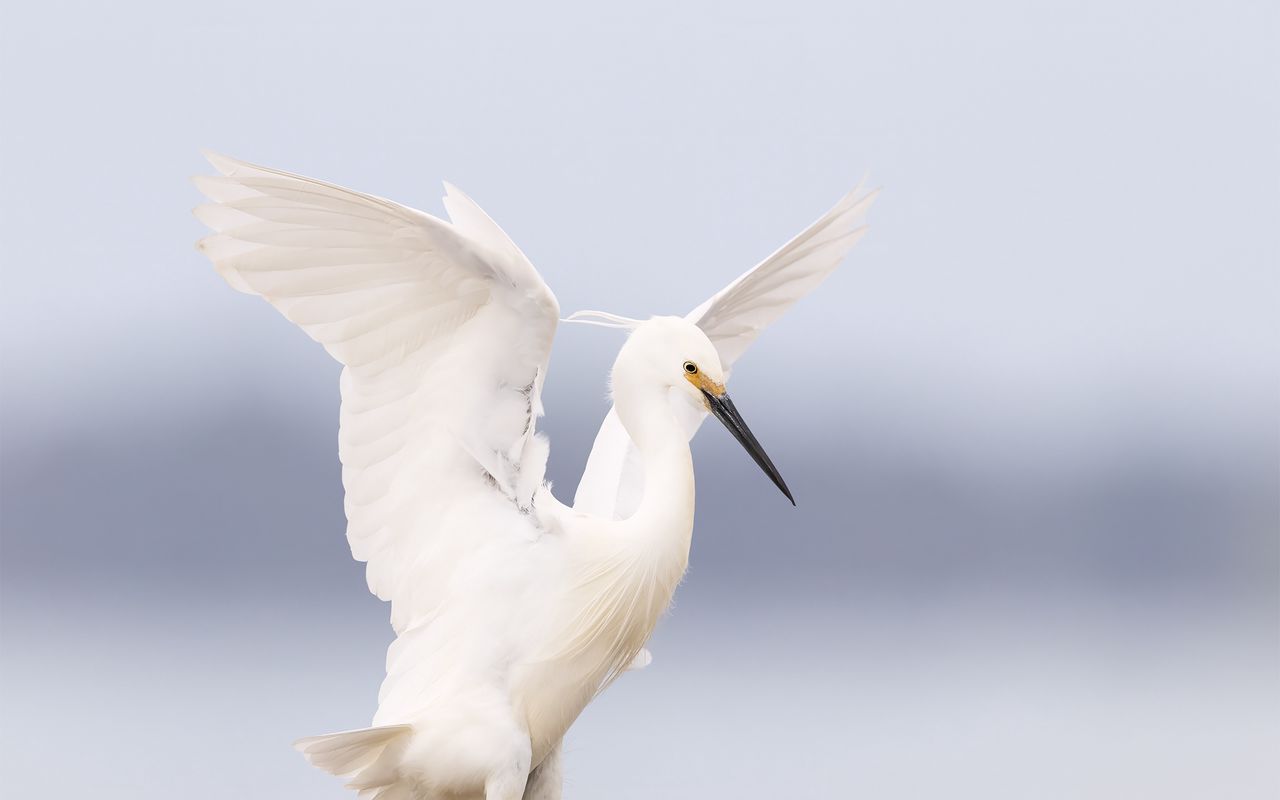 1280x800 Wallpaper heron, bird, wings, white