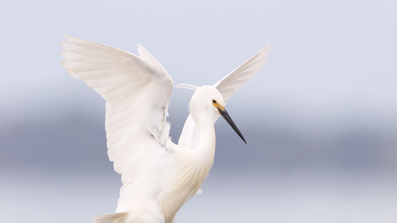 1366x768 Wallpaper heron, bird, wings, white
