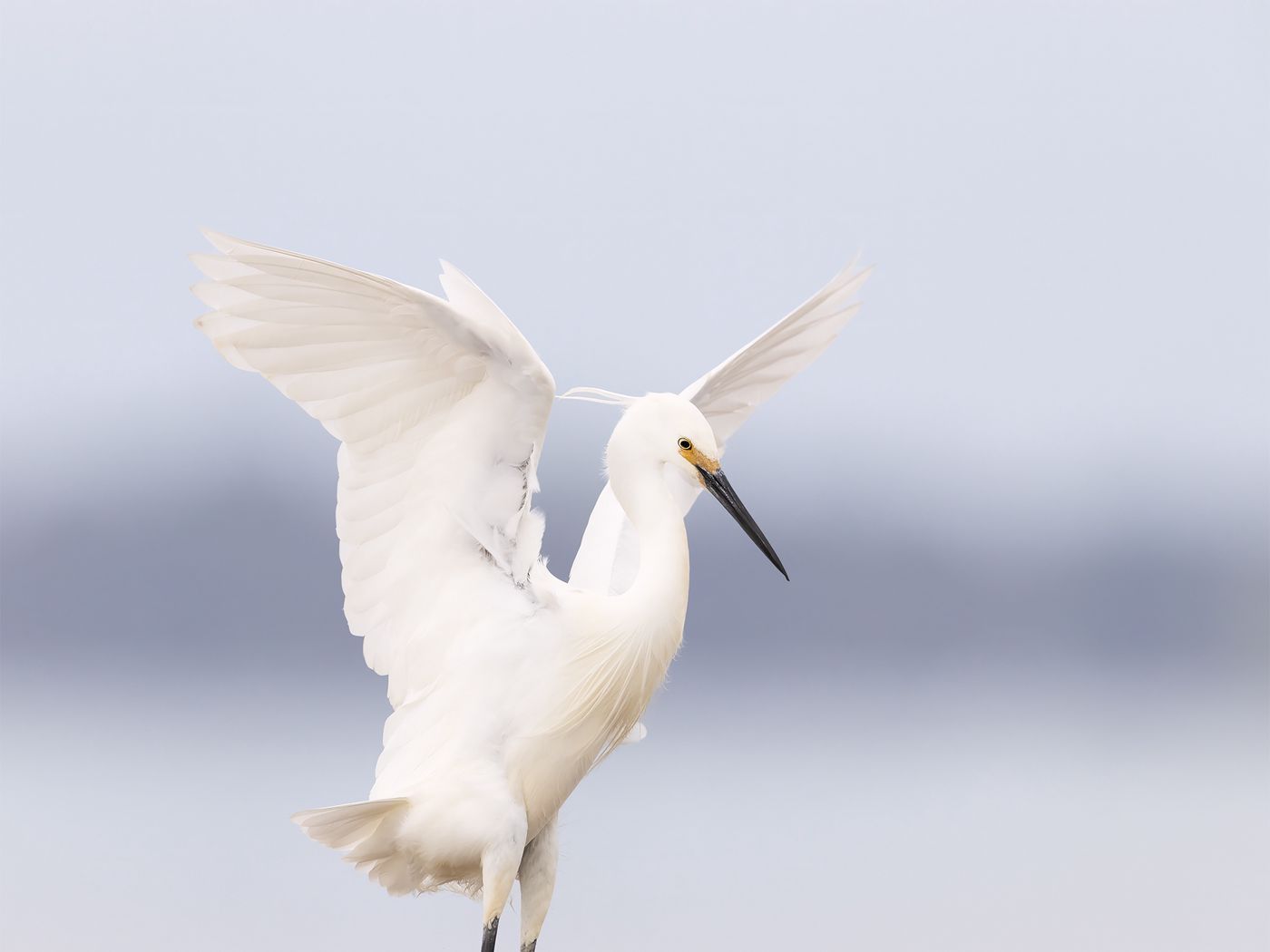 1400x1050 Wallpaper heron, bird, wings, white