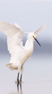 Preview wallpaper heron, bird, wings, white