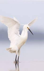Preview wallpaper heron, bird, wings, white