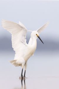 Preview wallpaper heron, bird, wings, white