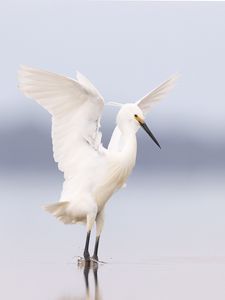 Preview wallpaper heron, bird, wings, white
