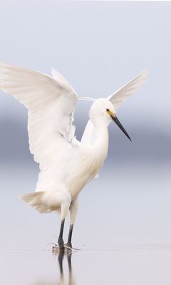 240x400 Wallpaper heron, bird, wings, white