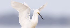 Preview wallpaper heron, bird, wings, white