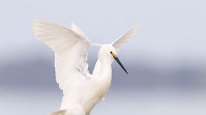 Preview wallpaper heron, bird, wings, white