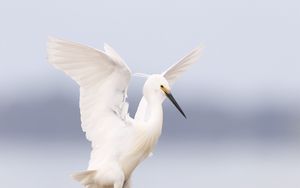 Preview wallpaper heron, bird, wings, white