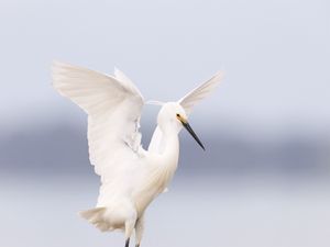 Preview wallpaper heron, bird, wings, white