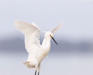 Preview wallpaper heron, bird, wings, white