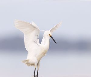 Preview wallpaper heron, bird, wings, white