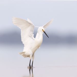 Preview wallpaper heron, bird, wings, white
